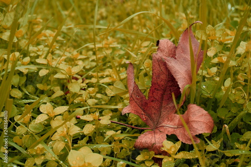 autumn leaves on the ground