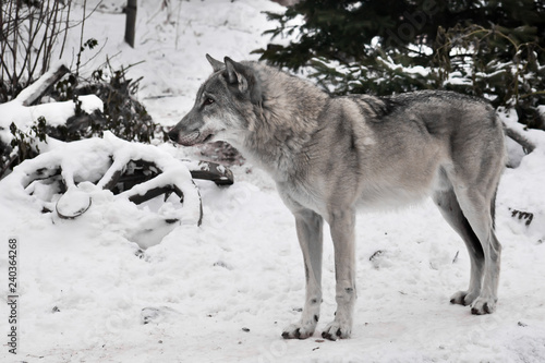 gray wolf in the snow.