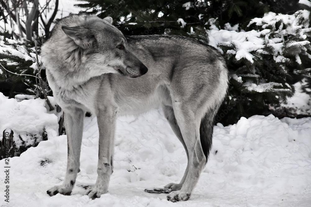 Fototapeta premium gray wolf in the snow.