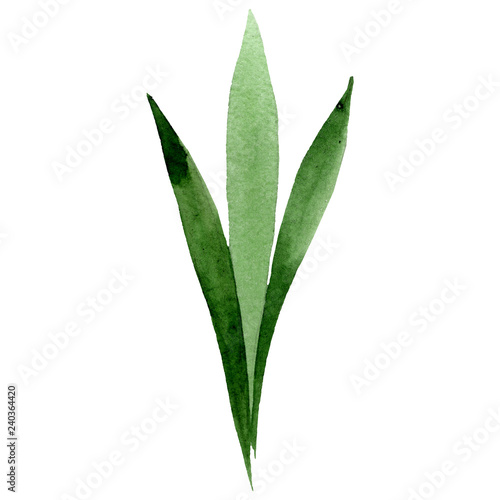 Fototapeta Naklejka Na Ścianę i Meble -  Green leaf. Floral botanical flower. Watercolor background illustration set. Isolated leaf illustration element.
