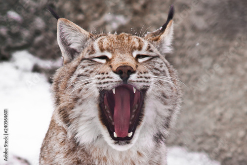 A close-up of the lynx s head  a big cat yawns exposing the red mouth.