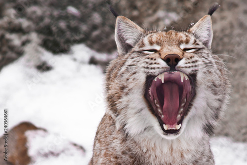  Predatory mouth open. © Mikhail Semenov