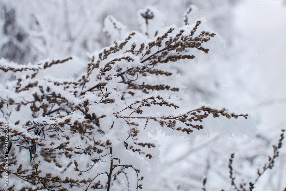 Fluffy snow on the branches of a tree. Winter landscape. Texture of ice and snow.