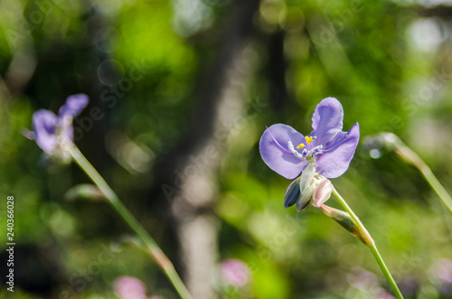 Fototapeta Naklejka Na Ścianę i Meble -  Murdannai flower blue garden 