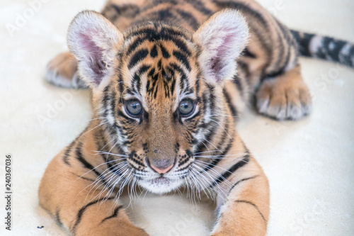 Fototapeta Naklejka Na Ścianę i Meble -  Bengal tiger baby
