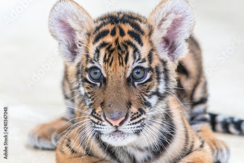 Fototapeta Naklejka Na Ścianę i Meble -  Bengal tiger baby