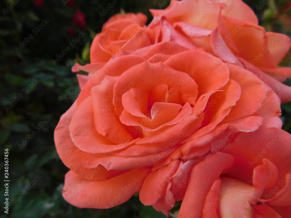 red rose with water drops red rose with water drops