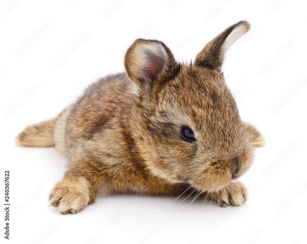 Obraz premium Brown bunny rabbit.