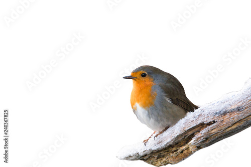 winter robin redbreast isolated