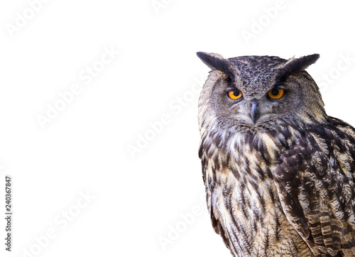 eagle owl isolated