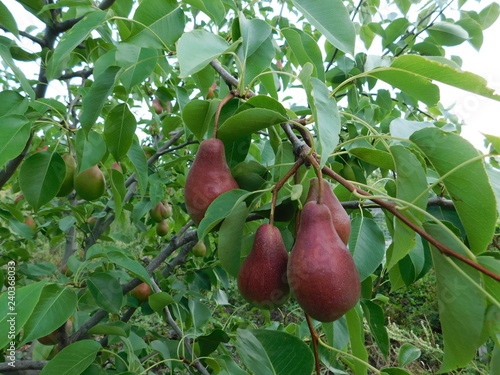pears on branch