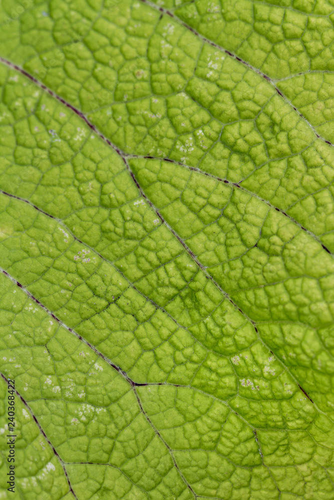 Abstract old green leaf. Abstract old green leaf.