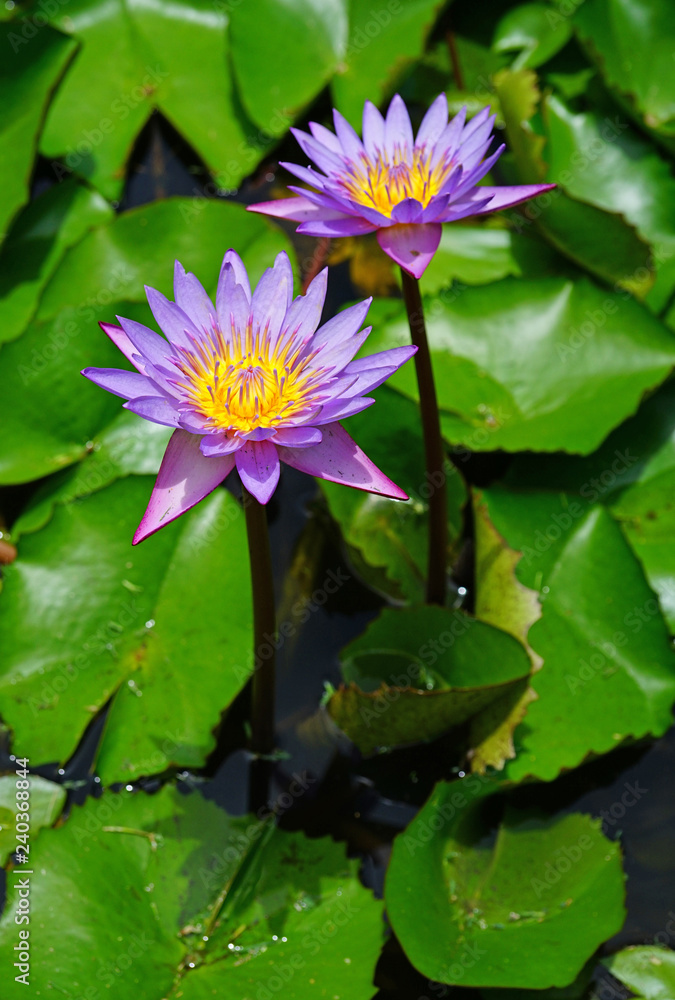 Purple aquatic lotus waterlily nymphea flowers in a pond Purple aquatic lotus waterlily nymphea flowers in a pond