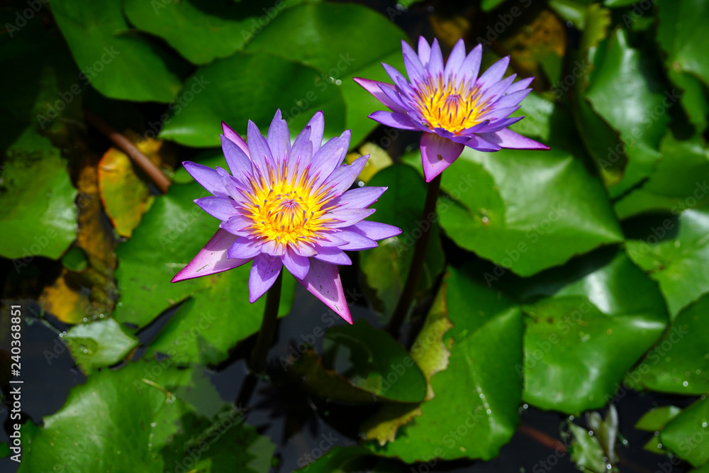 Purple aquatic lotus waterlily nymphea flowers in a pond