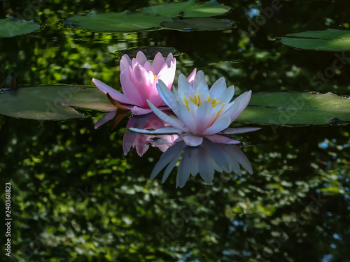 Early morning of two water lily or lotus flower Marliacea Rosea. Pink and white nymphaeas glow with a clear reflection in the black water of the pond. Selective focus. Nature concept for design photo