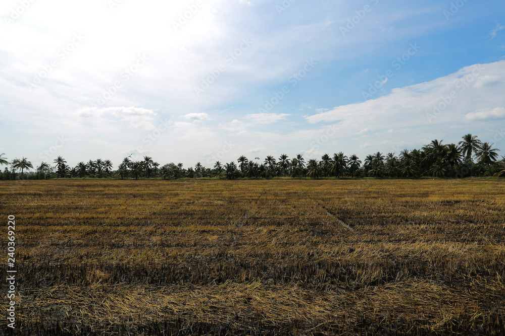 Dry rice fields with blue sky.