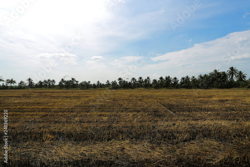 Dry rice fields with blue sky.