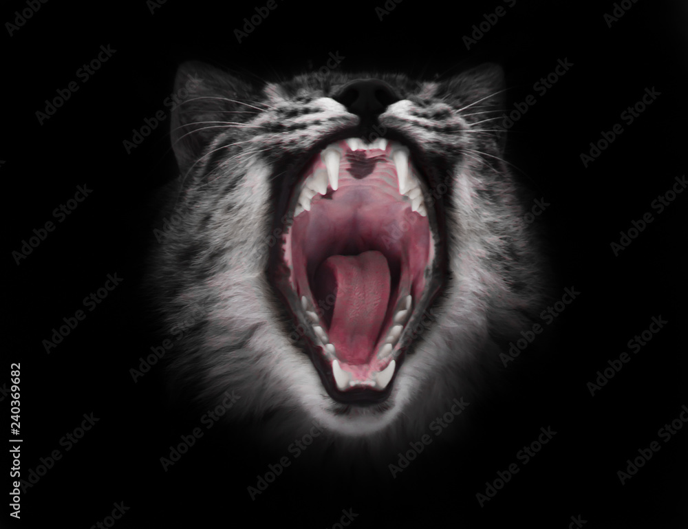 Predatory red hungry and voracious wide open cat's mouth on a black background.