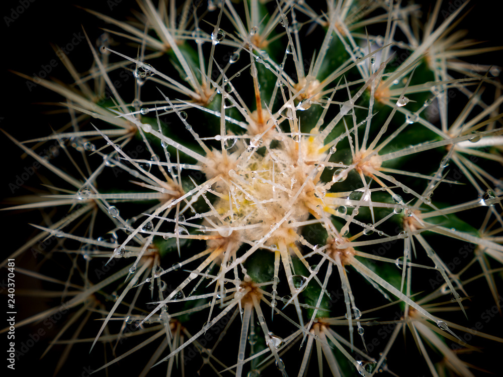 Rain Drops Perched on Thorns of Cactus Rain Drops Perched on Thorns of Cactus