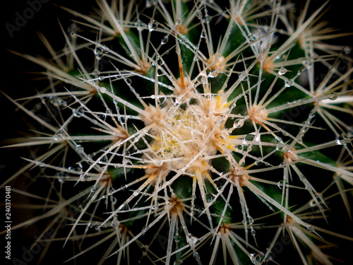 Rain Drops Perched on Thorns of Cactus