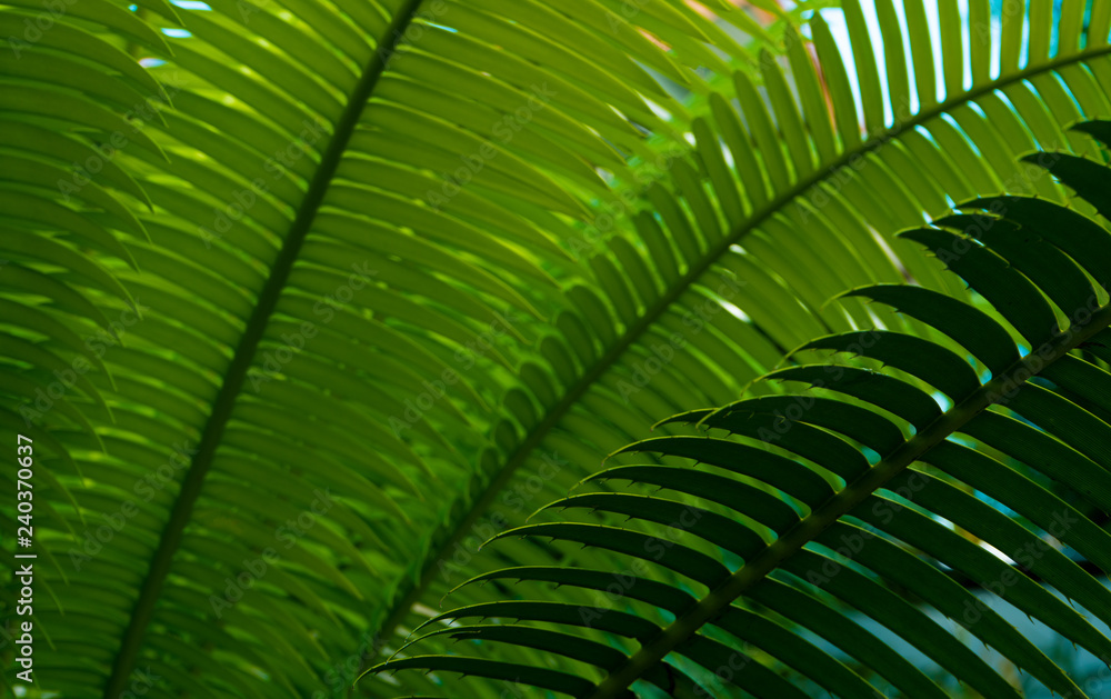 Green fern leaves background Green fern leaves background
