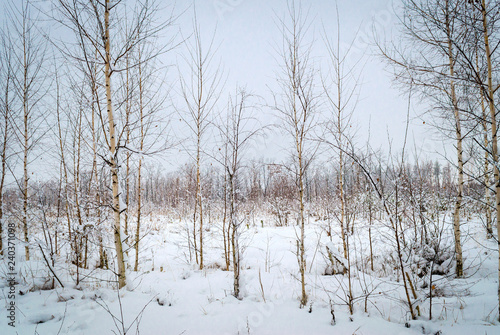 winter landscape, trees in the snow