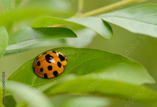 Ladybug yellow on a green leaf background in nature at Thailand, Variable Ladybird Beetles - Coelophora inaequalis photo