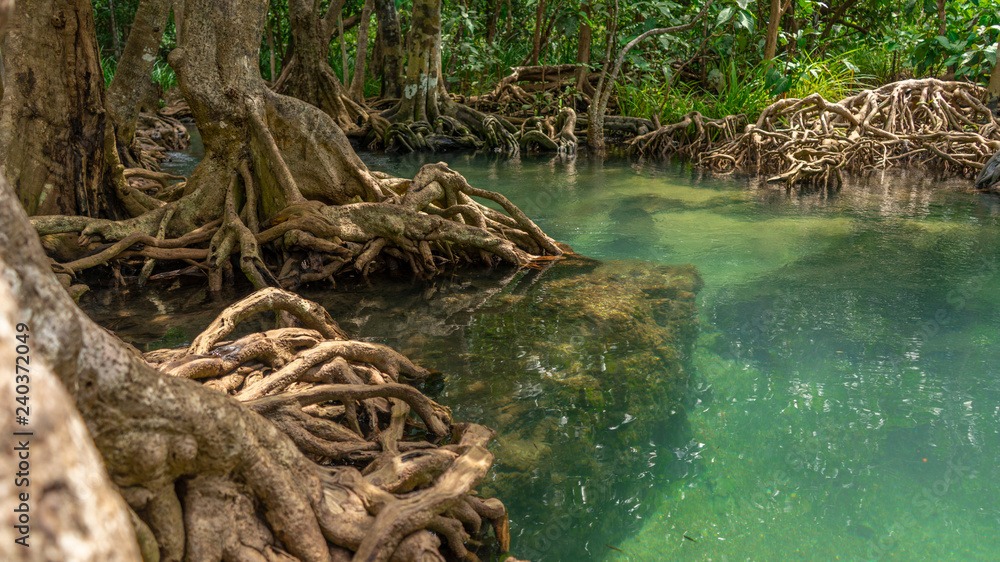 roots of mangrove trees in transparent turquoise stream roots of mangrove trees in transparent turquoise stream