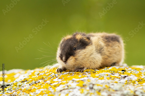 Lemming (Norway)