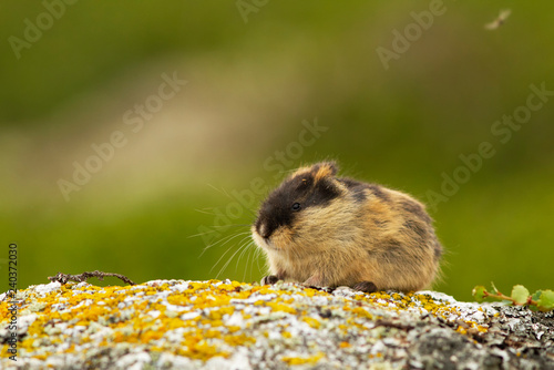 Lemming (Norway)