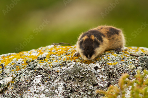 Lemming (Norway) photo