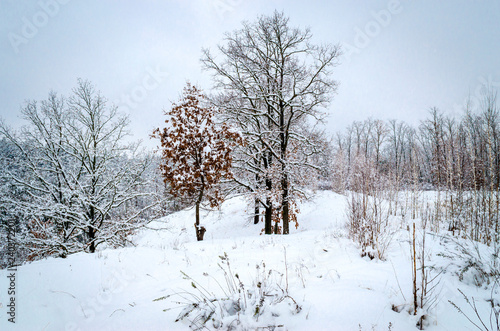 Wallpaper Mural winter landscape, trees in the snow Torontodigital.ca