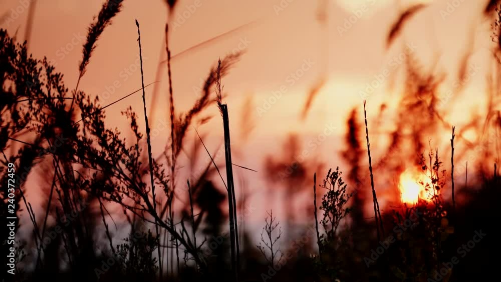 Dried stalks of reeds against the background of golden orange sunset sky Dried stalks of reeds against the background of golden orange sunset sky