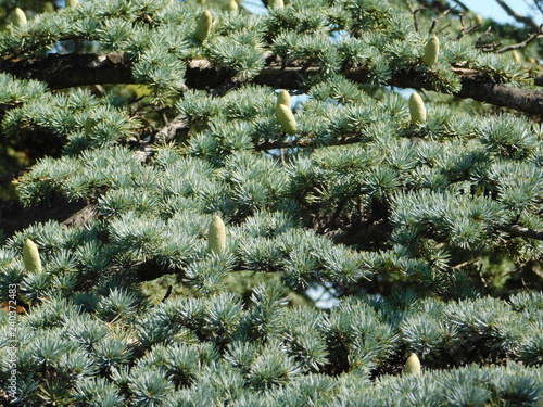 green moss on a tree