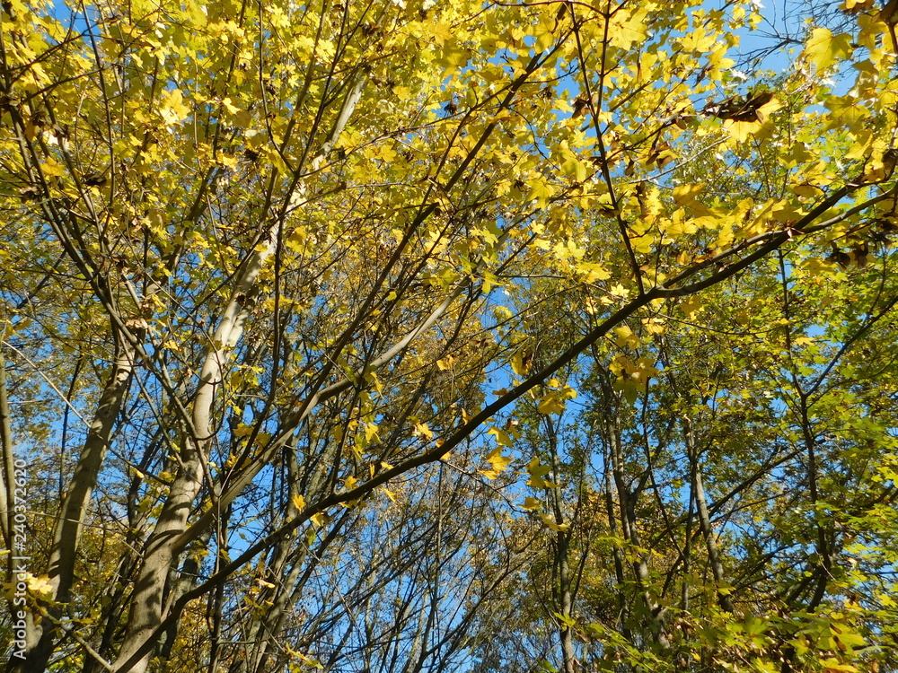 yellow tree in autumn