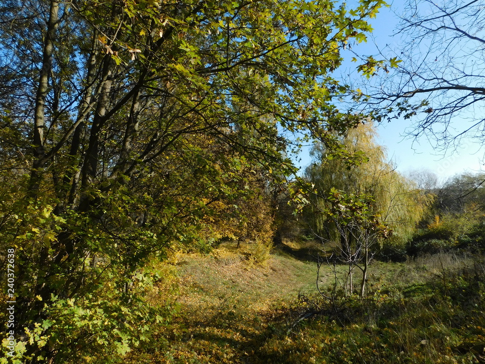 autumn in the park