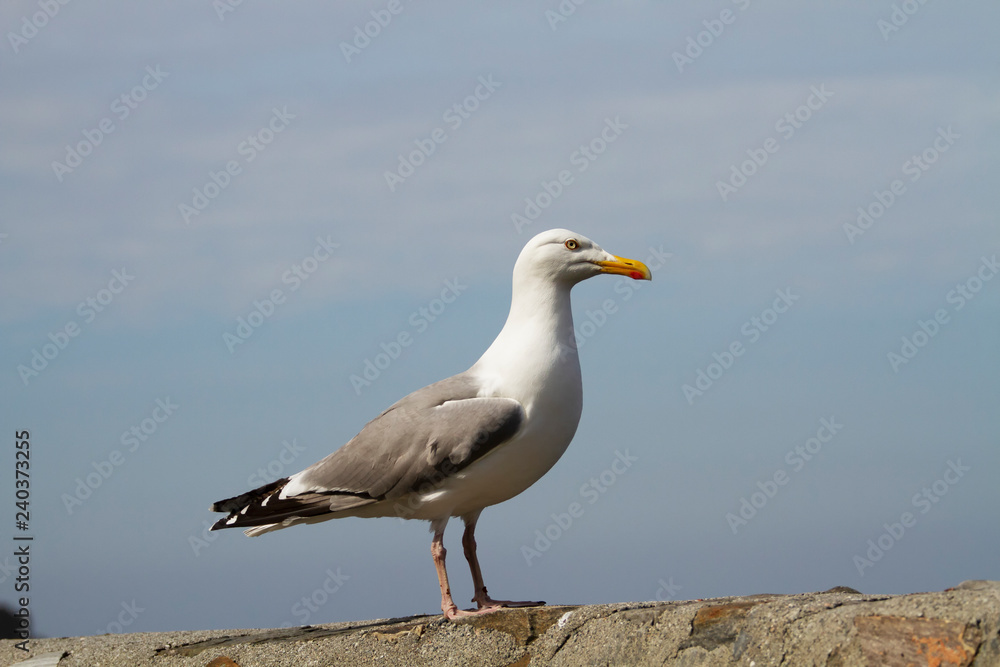 Great black backed gull Great black backed gull