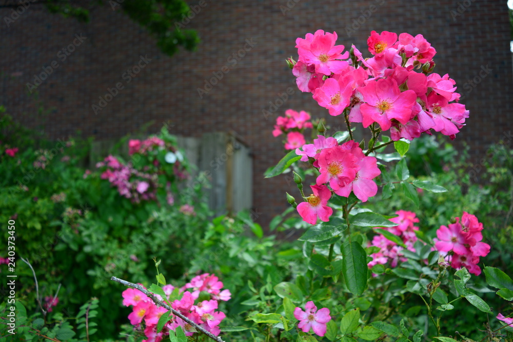 Pink flowers in a garden