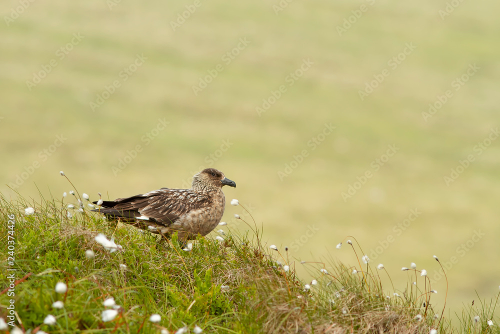 Fototapeta premium Great Skua