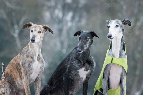 Windhund Trio photo