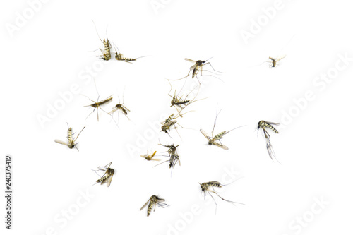 mosquito isolated on white background © surachet99