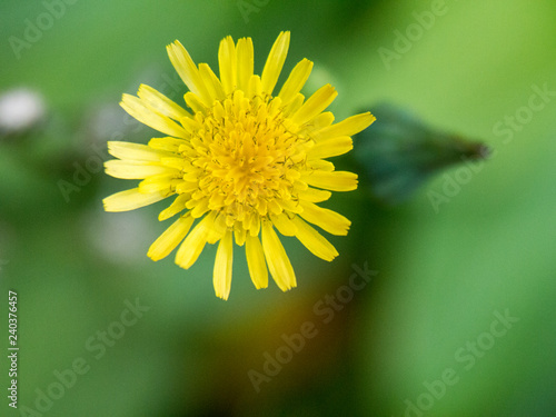 Fototapeta Naklejka Na Ścianę i Meble -  Dandelion flower head on unfocused background top view