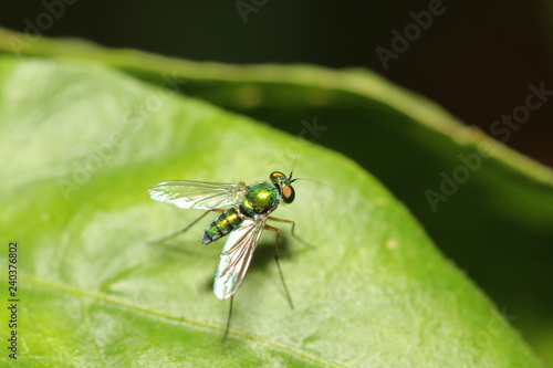 Close up green fruit fly on green leaf