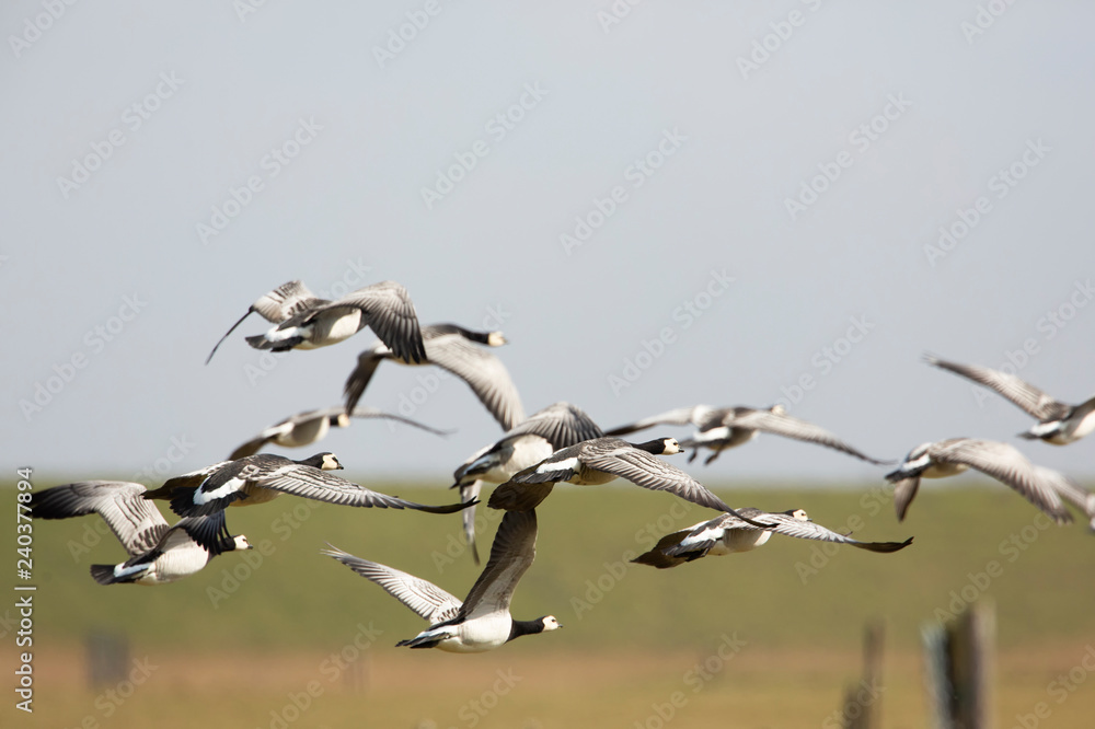 Fototapeta premium Flock of birds