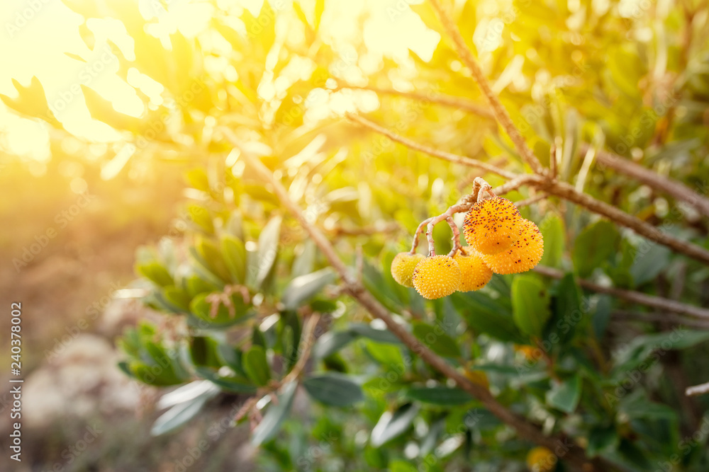 Strawberry tree bush or Arbutus with sunflare Strawberry tree bush or Arbutus with sunflare