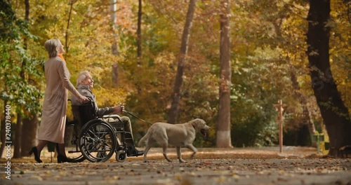 Senior caucasian woman going down the road in autumn park with her paralyzed husband in wheelchair, walking theit cheerful golden labrador - old people, retirement 4k photo