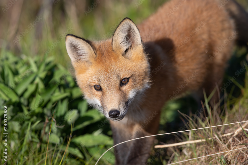 Fox Kit Fox Kit