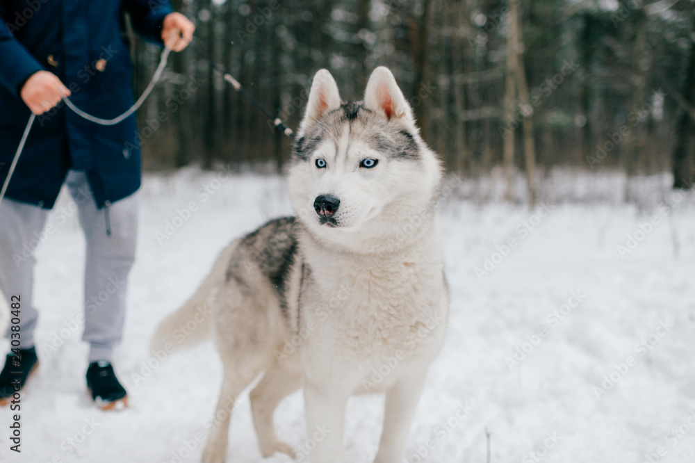 Naklejka premium Portrait of a husky dog in winter forest on background of its owner