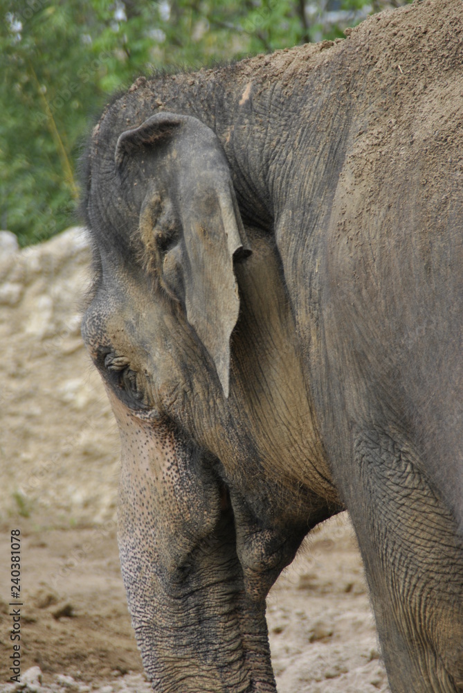 Fototapeta premium Tiere im Zoo
