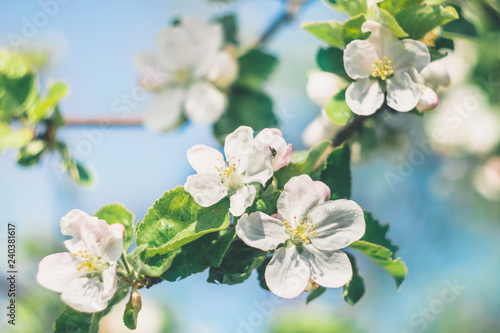 Apple tree branch with white flowers in spring garden